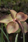 Purple pitcherplant